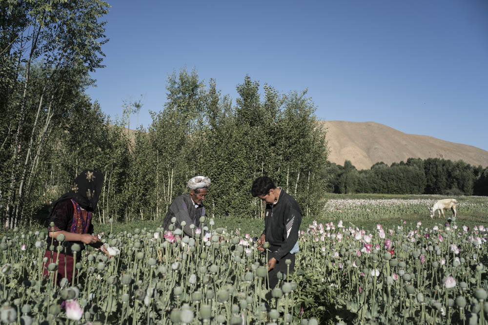 « Vous ne devriez pas faire travailler vos enfants. » 
Aziza, la demi-sœur de Ghorban, et Mehrab, son demi-frère, récoltent avec leur père le pavot cultivé sur leurs terres. 
Lal-wa-Sarjangal, Afghanistan, juillet 2017.

